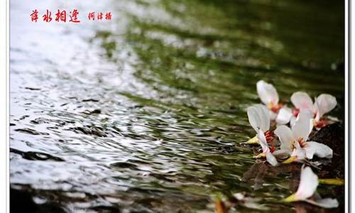 落花有意流水无情什么意思_落花有意流水无情什么意思下一句